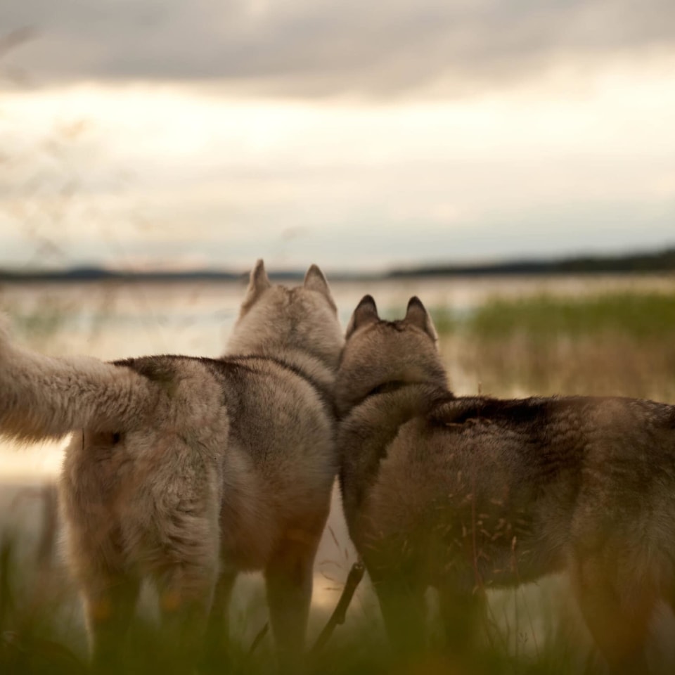 Huskys im Sommer